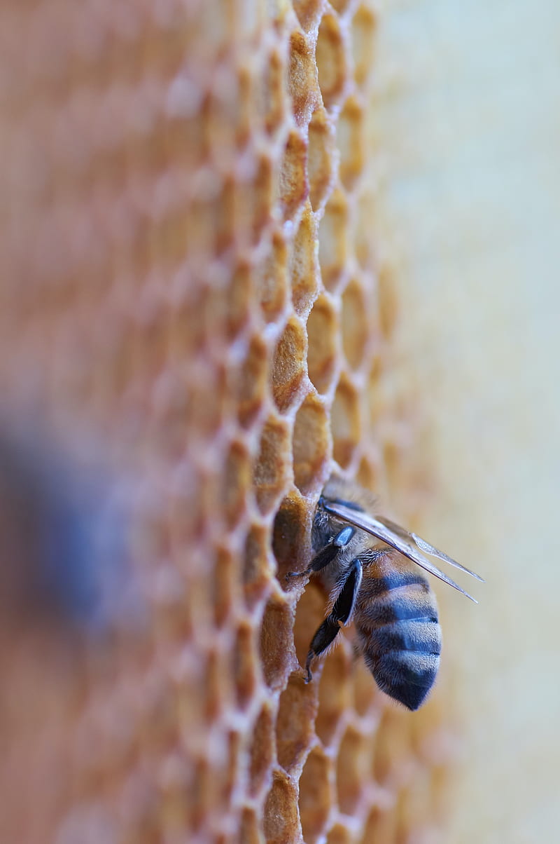 bee, insect, honeycomb, macro, HD phone wallpaper