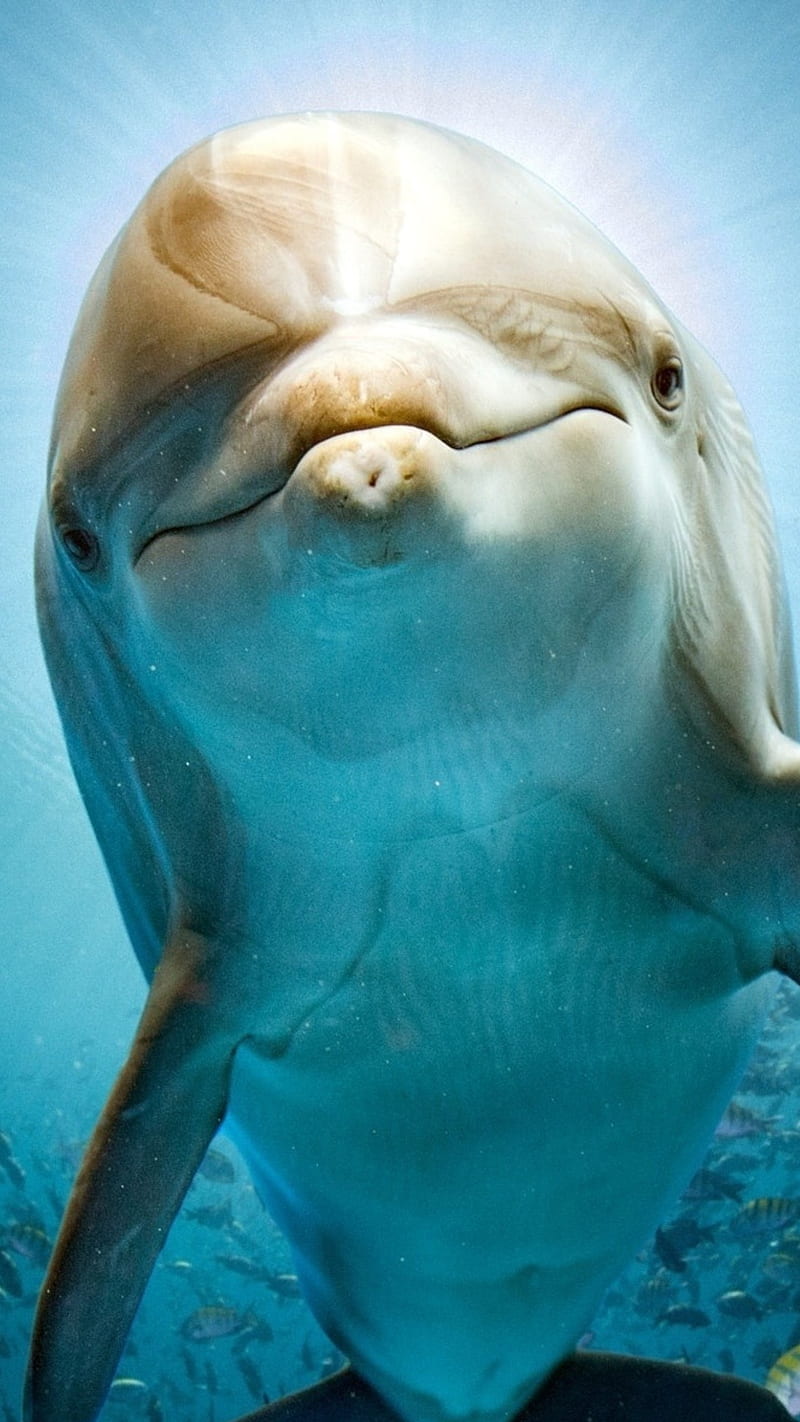 Dolphin , macro, aquatic, animal, depth, HD phone wallpaper