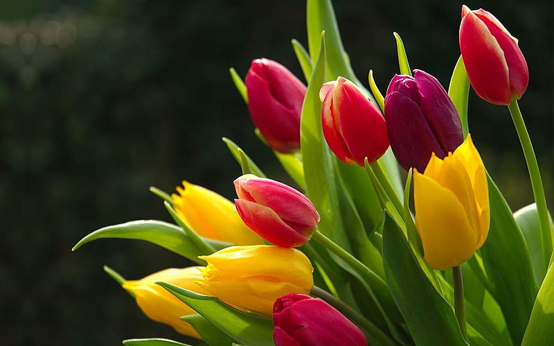 Tulips, beauty, flowers, nature, HD wallpaper | Peakpx