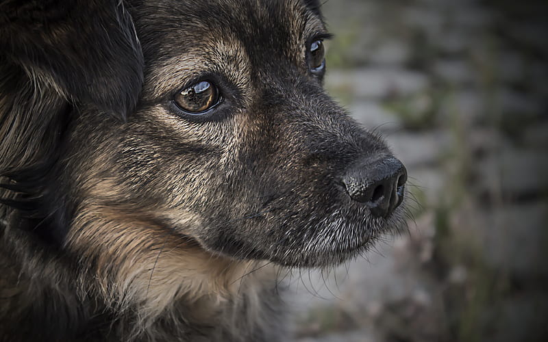 German Shepherd Dog, close-up, dogs, pets, puppy, German Shepherd, HD wallpaper