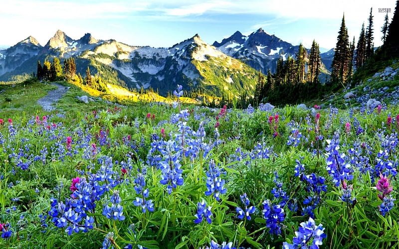 Bluebonnets near the snowy peak, Mountains, Trees, Grass, Sunlight, Snow, Flowers, Rocks, HD wallpaper