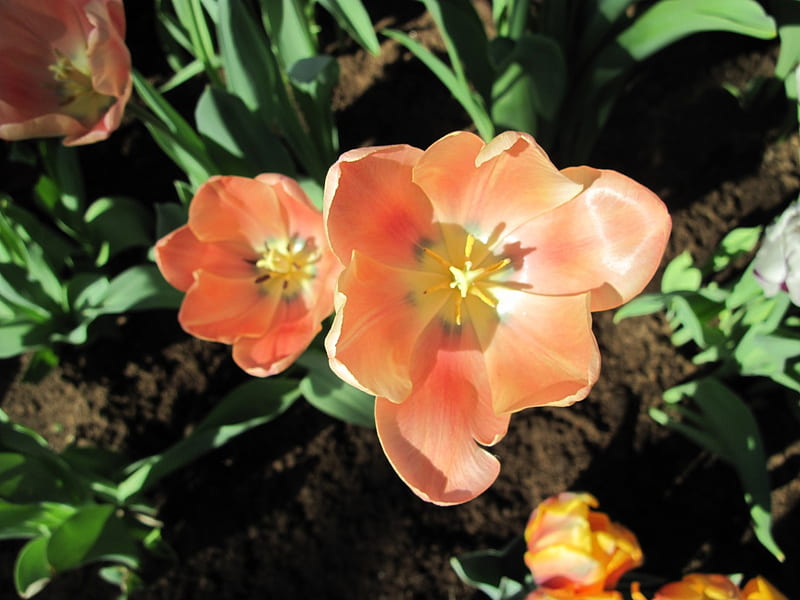 Tulips are spring-blooming 37, Tulips, Garden, Orange, Green, graphy ...