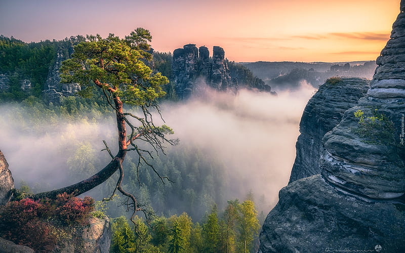 Cliffs in Switzerland, tree, National Park, cliffs, rocks, Switzerland, mist, HD wallpaper