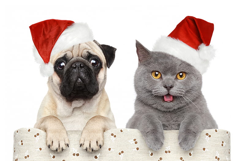 Adorable Friends, pretty, christmas cat, box, adorable, magic, xmas, sweet, puppies, magic christmas, christmas dog, beauty, face, dog, lovely, holiday, christmas, ribbon, new year, gift, cat, cute, paws, merry christmas, balls, eyes, white, dogs, gifts, red, bow, bonito, dog face, ball, puppy, animals, colors, happy new year, hat, cat face, HD wallpaper