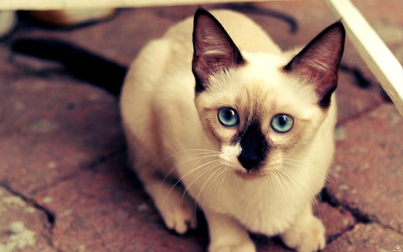 Siamese close-up, pets, cute animals, cats, Siamese Cat, HD wallpaper