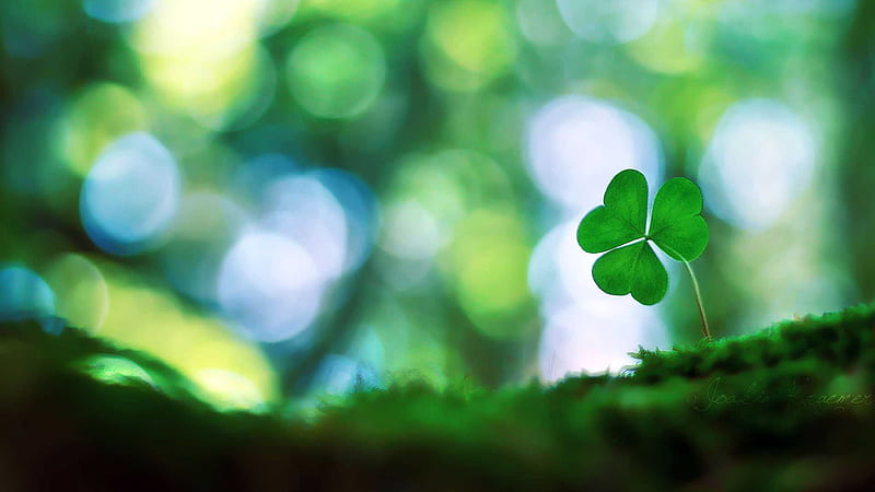 Three Leaf Clover In Green White Bokeh Background Four Leaf Clover, HD wallpaper