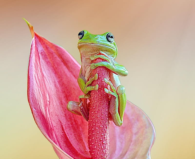 Rana, linda, verde, flor, cala, anfibio, rosa, Fondo de pantalla HD | Peakpx