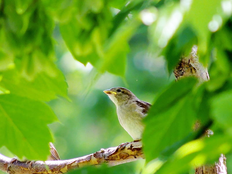 Sparrow On A Branch, Sparrows, Summer, Tree, Branch, graphy, Birds, HD wallpaper