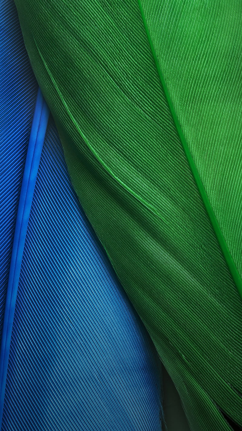 Feathers, beauty, nubia z11 max, stock, HD phone wallpaper