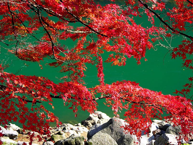 1920x1080px, 1080P free download | Red Maples, rocky bank, river, red ...