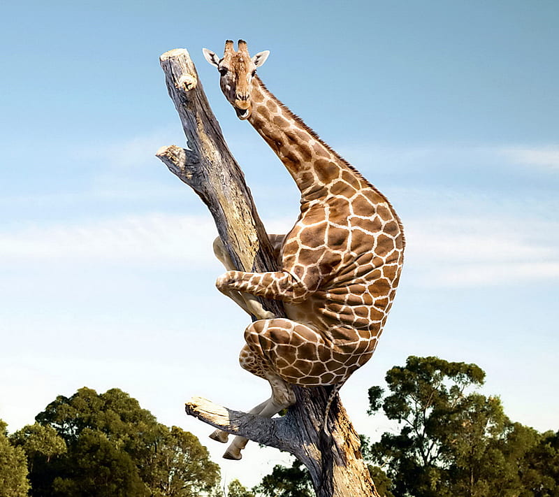 Funny Giraffe, HD wallpaper