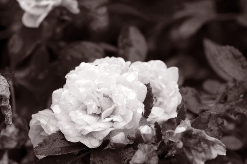 Yesteryear Rose, yesteryear, black and white, old rose, old, vintage, vontage rose, HD wallpaper