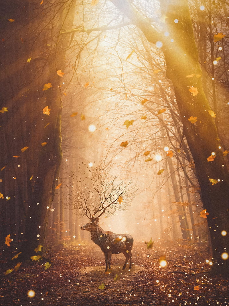 Morning Magic Deer, GEN_Z__, animal, autumn, autumnal, beauty, brown, collage, digital, digital-manipulation, fallen, forest, gold, leaves, magical, majestic, morning sun, nature, noble, manipulation, savage, trees, wild, wind, wood, yellow, HD phone wallpaper