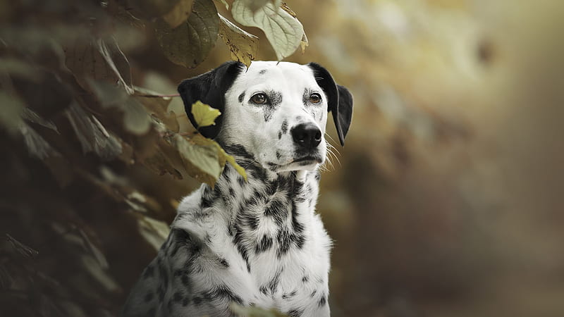 White Black Dalmatian Dog Is Looking Straight Sitting Near Green Plant Dog, HD wallpaper