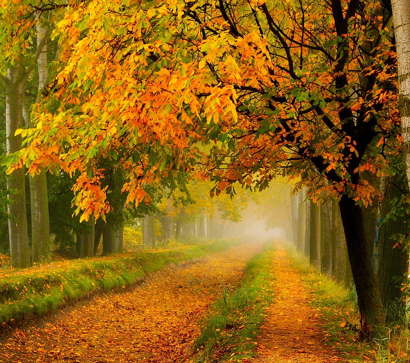 Autumn Road, landscape, nature, HD wallpaper | Peakpx