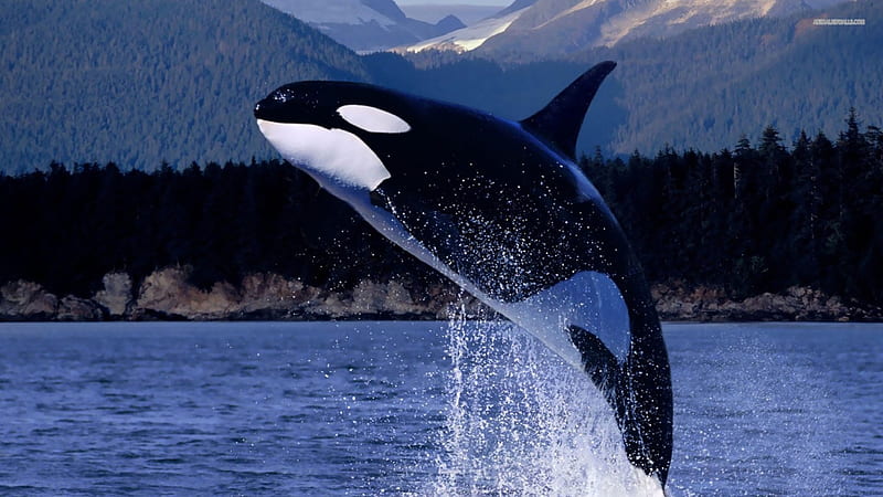 Killer Whale, apex predator, Orca, Orcinus Orca, Oceanic Dolphin family, HD wallpaper