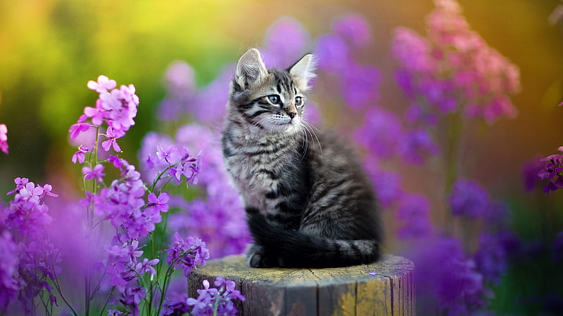 Black White Cat Kitten Is Sitting On Tree Trunk In Purple Flowers Background Kitten, HD wallpaper