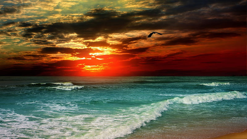bird flying over amazing colored sea sunset, beach, bird, colors, sunset, waves, clouds, sea, HD wallpaper