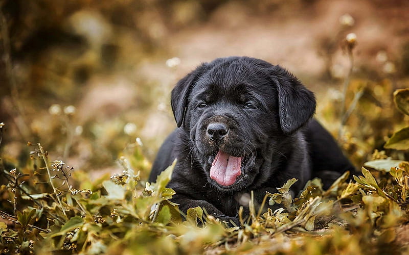 Labrador retriever, black puppy, autumn, cute animals, small black dog, HD wallpaper