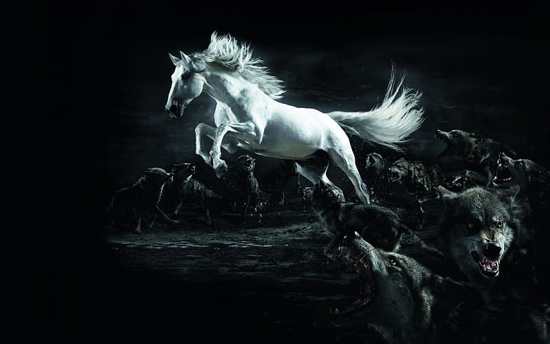 White horse under wolves, black, bonito, magic, horse, wild, wolf, wolves, white, hunter, HD wallpaper