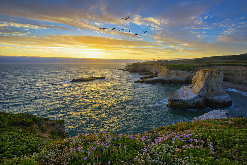 Earth, Landscape, Bird, California, Coastline, Flower, Ocean, Rock, Santa Cruz, Sunset, USA, HD wallpaper