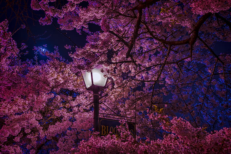 street lamp surrounded by cherry blossom, HD wallpaper