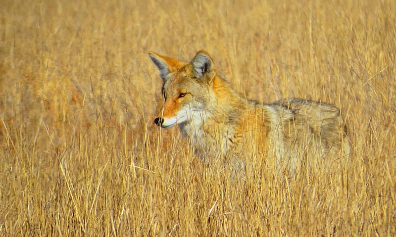 coyote, ears, up, awake, camouflage, HD wallpaper