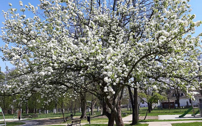 Spring in Krakow, Poland, park, blooms, Poland, Krakow, spring, trees ...