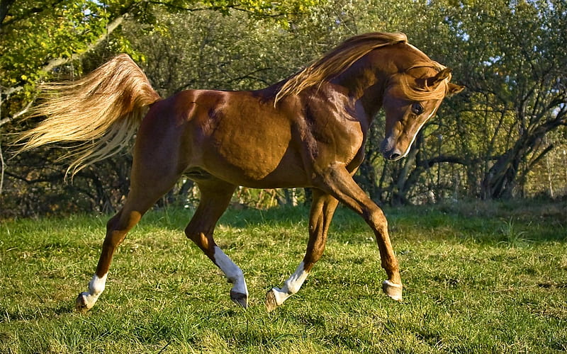Chestnut Arabian Gelding F graphy, Arabian, wide screen, equine, bonito, horse, animal, HD wallpaper