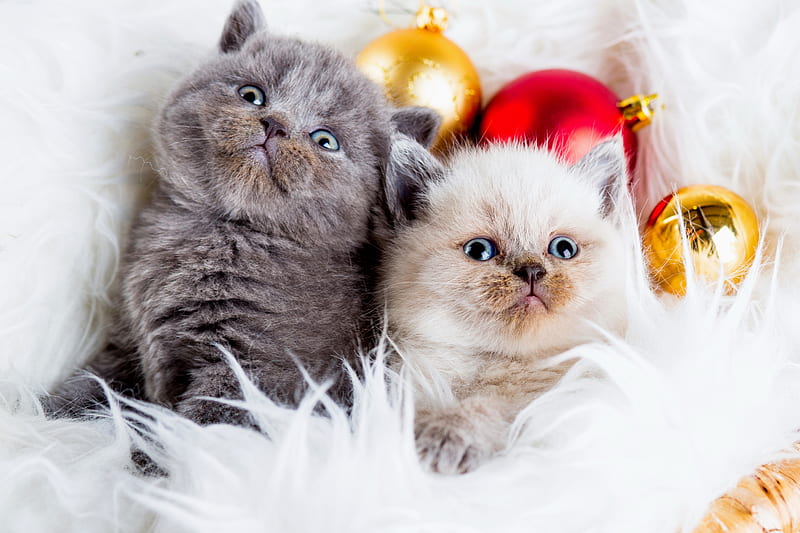 Christmas kittens, pretty, christmas, holiday, fluffy, kittens, new year, adorable, winter, sweet, cute, balls, funny, kitties, cats, friends, HD wallpaper