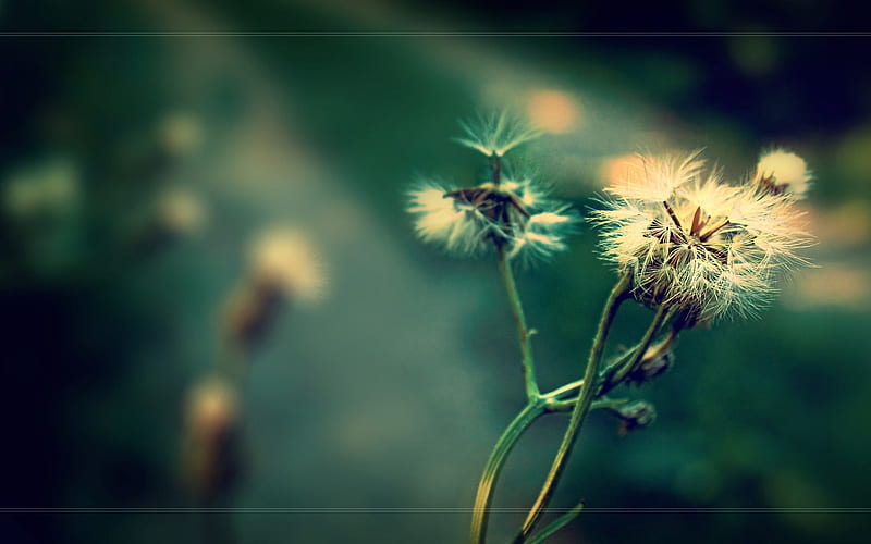 Withered dandelion - Department of scenery with dark shot, HD wallpaper