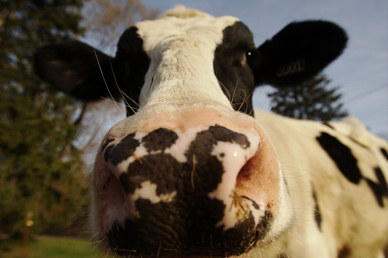 What'cha Look'n At?, nose, cow, black, bonito, country, smart, farm, graphy, big, cattle, hop, white, HD wallpaper