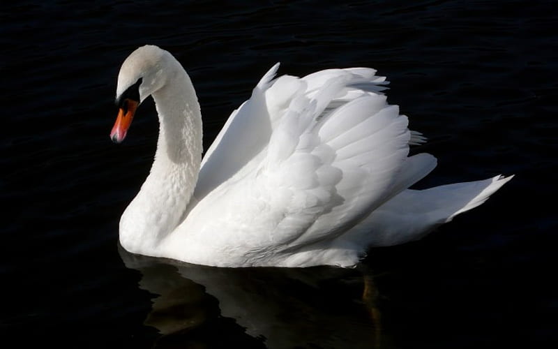* White queen *, wonderful, bird, magic, bonito, white, swan, HD wallpaper