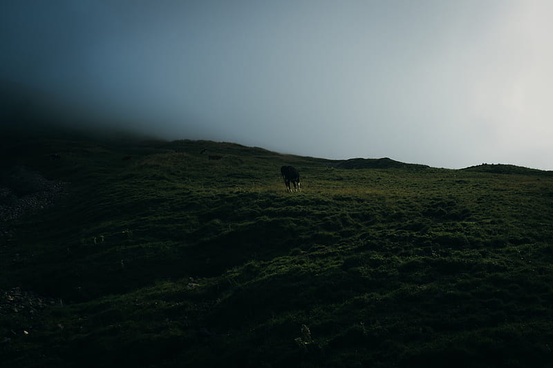 black horse on green field in foggy day, HD wallpaper