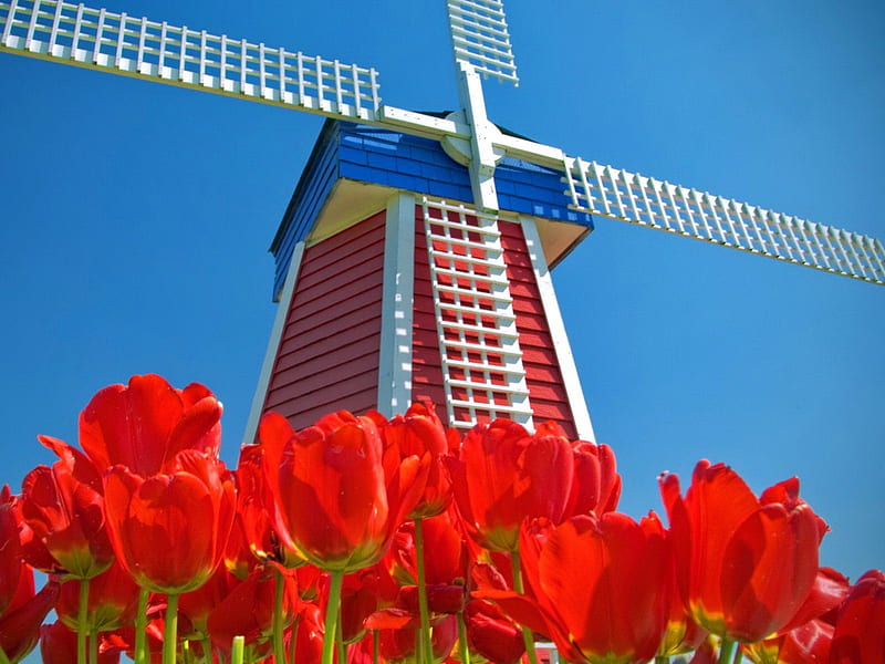 Mill and tulips, red, pretty, windmill, lovely, mill, wind, bonito, sky, freshness, nice, Holland, summer, flowers, nature, tulips, HD wallpaper