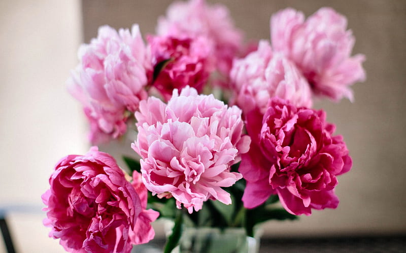Soft Focus Peonies romance, bonito, floral, peonies, graphy, love, wide screen, flower, beauty, HD wallpaper