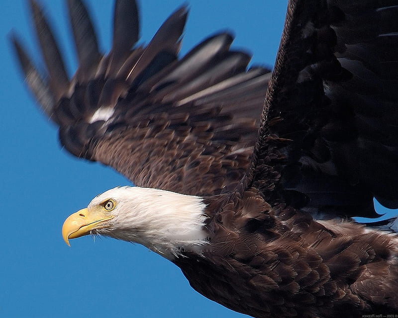 BALD EAGLE CLOSE UP, eagle, close up, bald, wing span, HD wallpaper