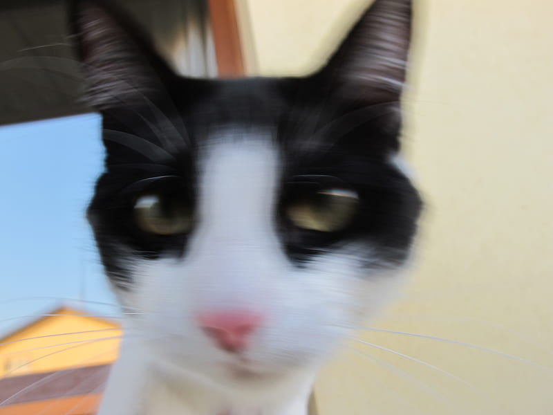 Crazy Cat is in da house, besugo, face, cat, crazy, HD wallpaper