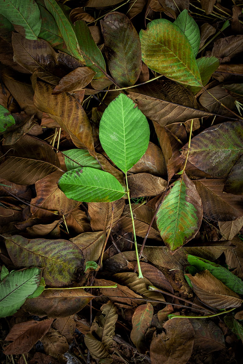 green leaves on brown dried leaves, HD phone wallpaper