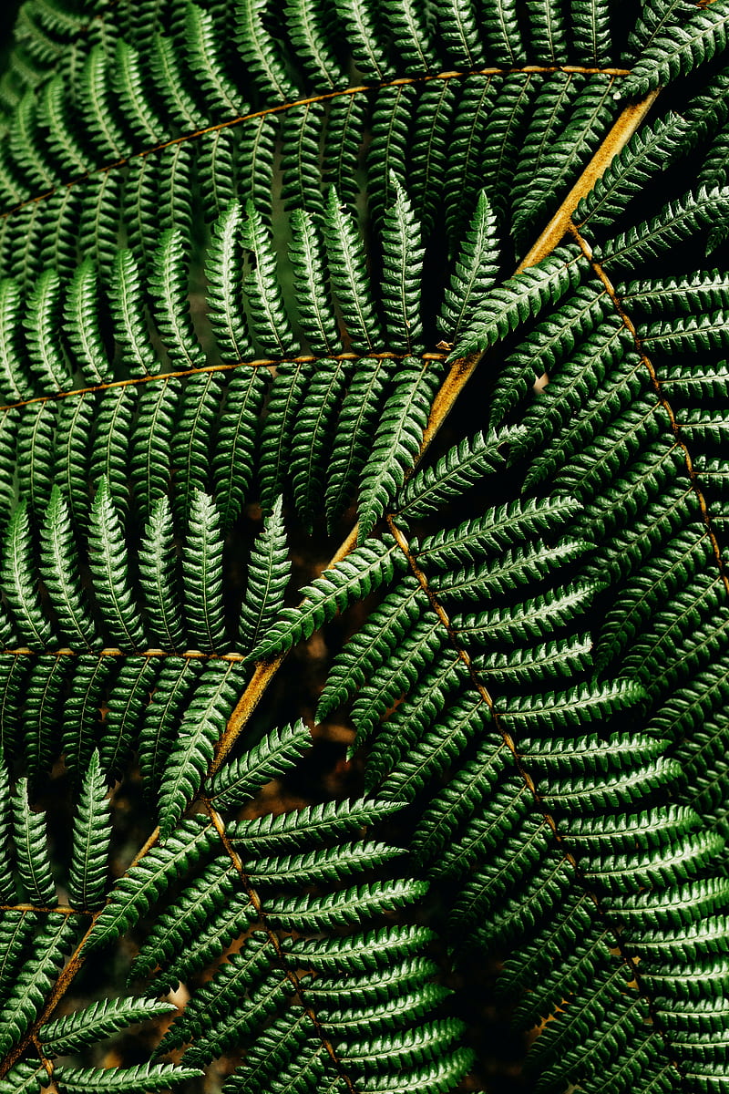 fern, leaf, plant, macro, green, surface, HD phone wallpaper