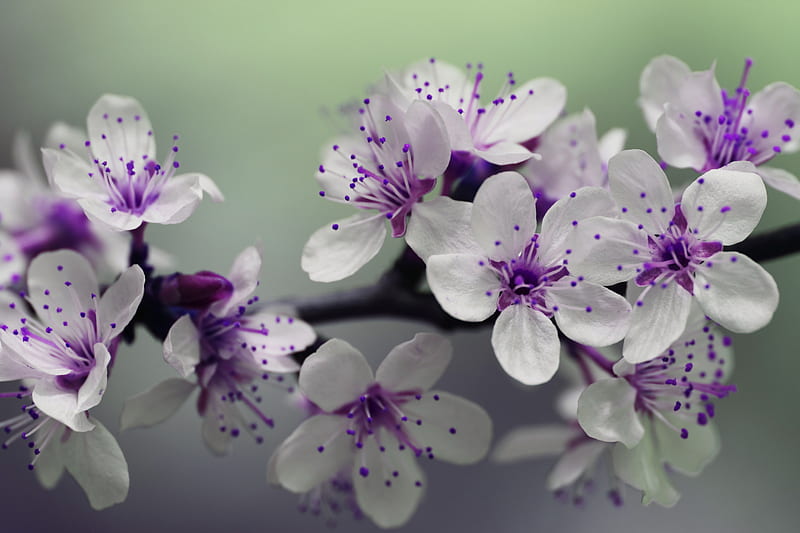 Pretty cherry blossoms, nature, white, blooms, branch, cherry, pretty, graphy, green, purple, blossoms, flowers, HD wallpaper