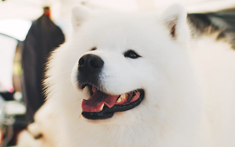Samoyed, close-up, white dog, cute animals, furry dog, dogs, pets, Samoyed Dog, HD wallpaper