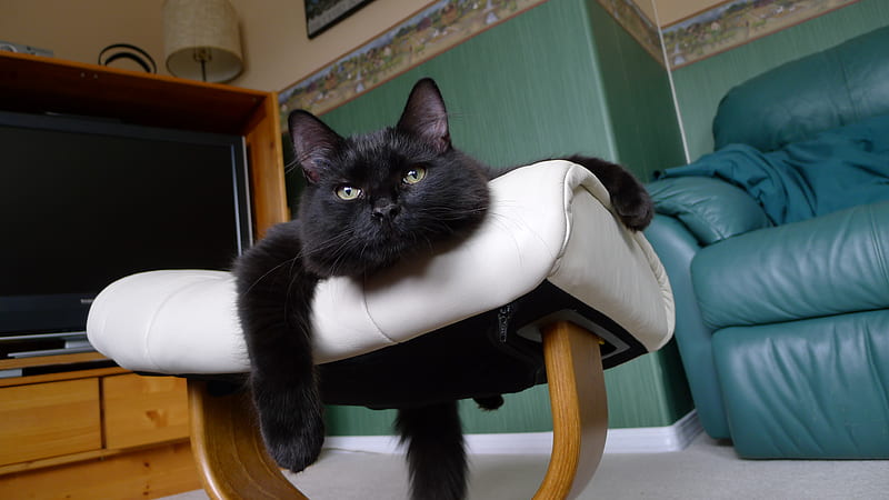 ALFIE, tail, ears, black, cat, eyes, kitten, stretching, HD wallpaper