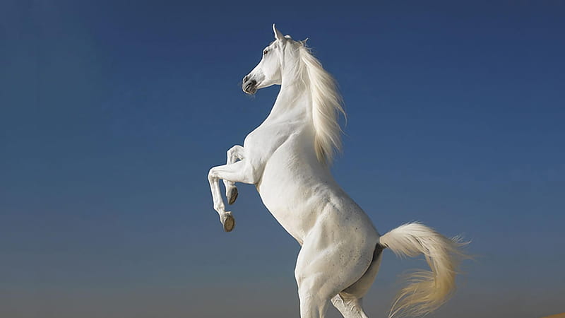 White Horse Is Standing On Hind Legs With Blue Sky Background Horse, HD wallpaper