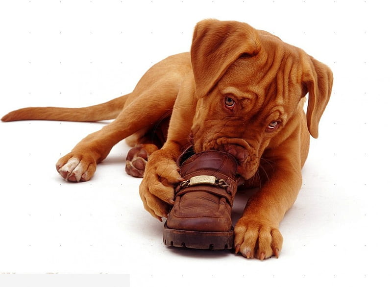 Chewing a shoe, cute, pet, dougue de bordeoux, puppy, dog, HD wallpaper