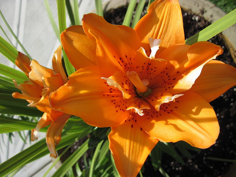 Una flor no puede florecer sin sol 29, grafía, verde, naranja, lirio,  jardín, Fondo de pantalla HD | Peakpx