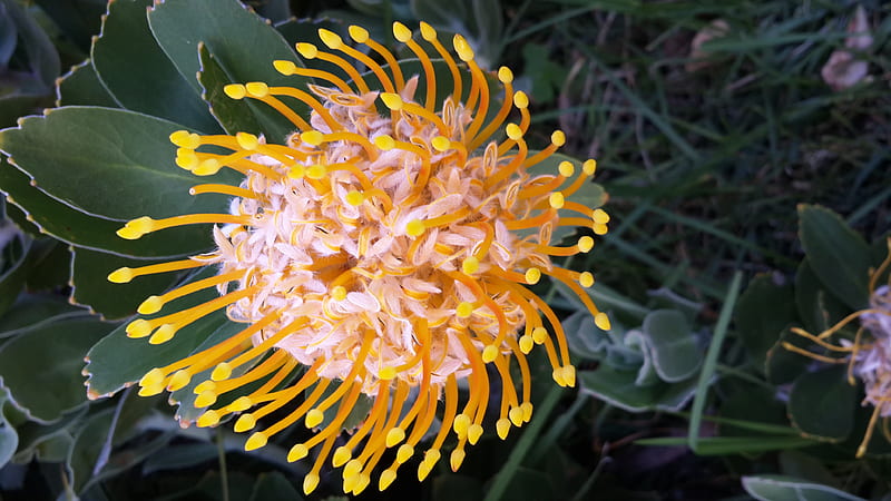 Pincushion flower, ecology, flower, nature, Leucospermum cordifolium, South Africa, HD wallpaper