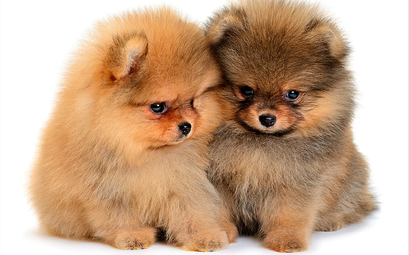 Spitz, puppies, cute animals, family, Pomeranian, pets, dogs, Pomeranian  Spitz, HD wallpaper | Peakpx