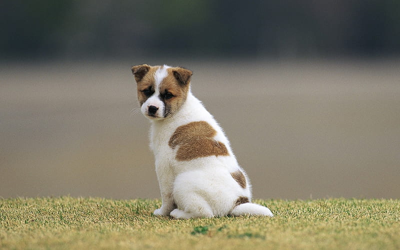 Lovable Puppy-Puppy Looking far away-Lovely Puppies, HD wallpaper