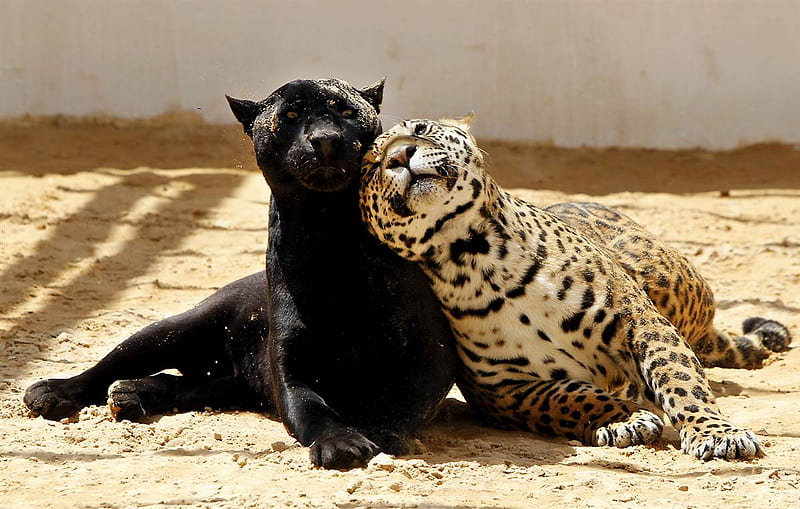 Playmates, leopard, playing, bonito, cat, panther, animal, cats, friends, animals, HD wallpaper